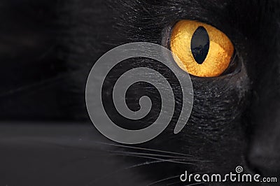 A cat s yellow eye in black