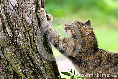 Cat Scratching Post