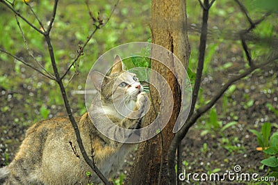 Cat sharpens its claws