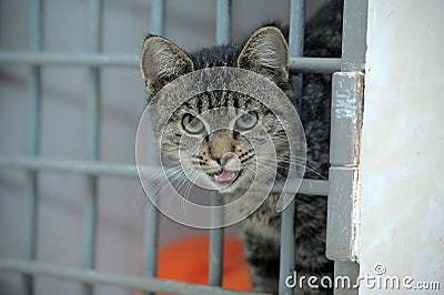 Cat in a shelter, asks to take him home