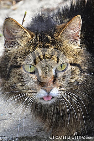 Cat shows tongue.