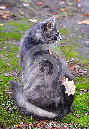 Cat sitting back with a leaf on the back