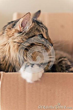 Cat sitting in cardboard box
