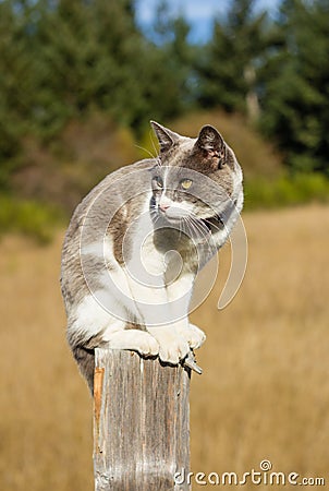 Cat sitting on fence post