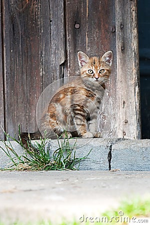 Cat sitting in front of barn door
