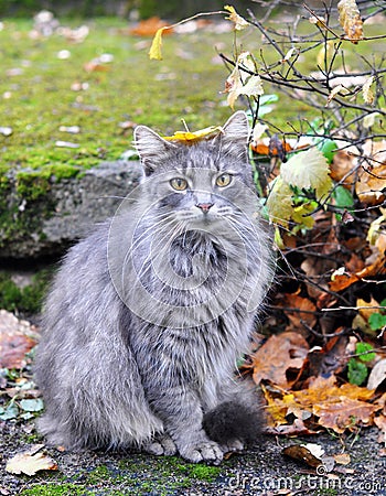 Cat sitting with a leaf on his head