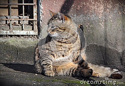 Cat sitting near the wall and washed