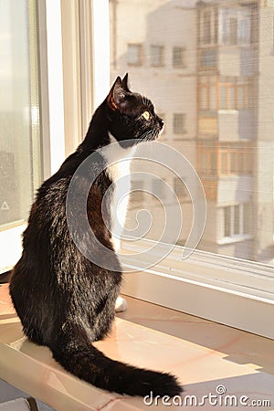 Cat sitting on a window ledge