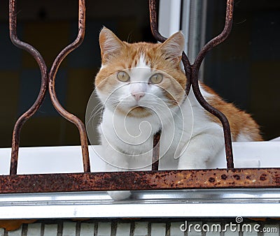 Cat sitting on the window sill