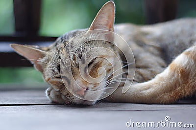 Cat sleeping