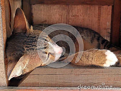 Cat sleeping in wooden box