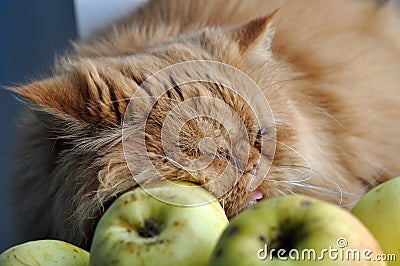 Cat sleeps and Apples