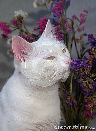 Cat smelling the flowers