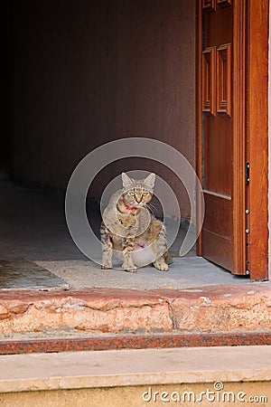 Cat standing at the door