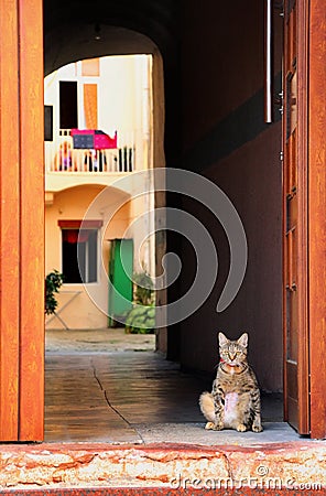 Cat standing at the door