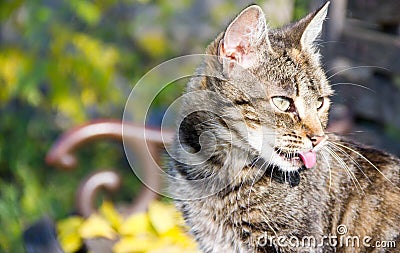 Cat sticks out his tongue