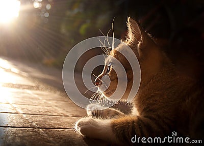 Cat in Sunlight