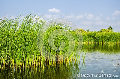 Cat-tail, Elephant grass, Lesser reedmace, Narrow-leaved Cat-tail (Typha angustifolia L.)Typhaceae