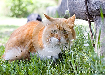 Cat take a walk on the grass close up