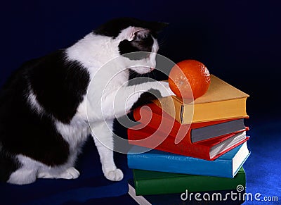 A cat touching a pile of colorful books with