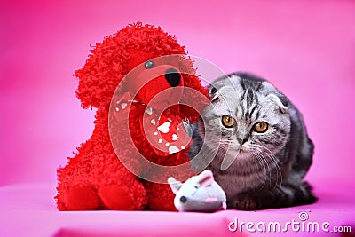 Cat and toy