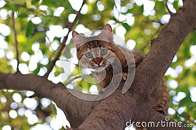 CAT ON TREE