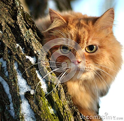 Cat in a tree