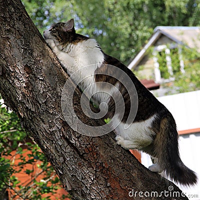 Cat on a tree