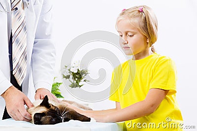 Cat at vet clinic