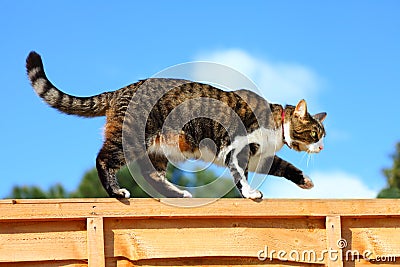 Cat walking on fence