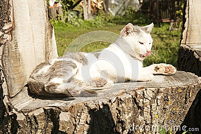 Cat washing