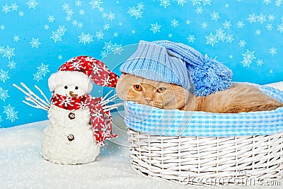 Cat wearing blue knitting hat in a basket