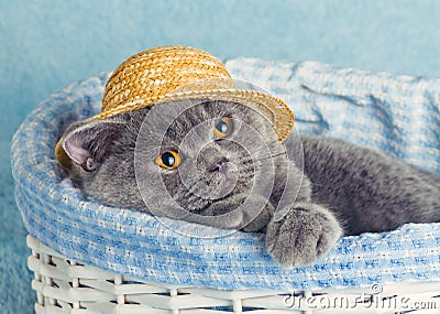 Cat wearing straw hat in a basket