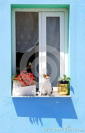 Cat and window