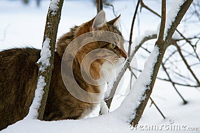 Cat in the winter