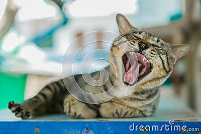 Cat yawning mouth full