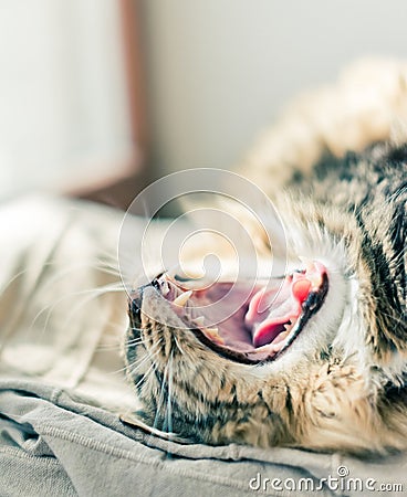 Cat yawning