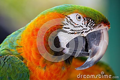 Catalina Macaw