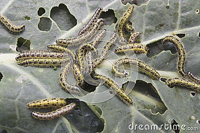 Caterpillar eating leaf