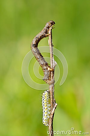 Caterpillar hanging on plant