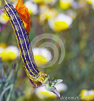 Caterpillar: White Lined Sphinx Larva Feeding