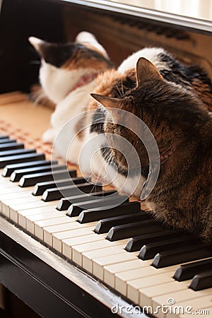 Cats in a Piano