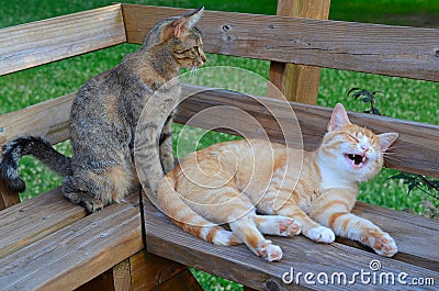 Cats relaxing and showing off teeth