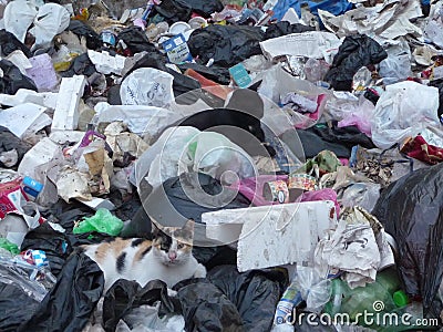 Cats in the Rubbish
