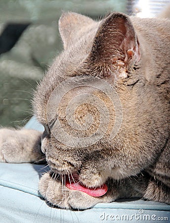 Cats tongue licking paw