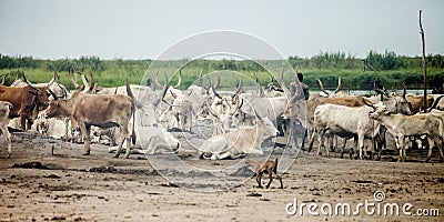 Cattle camp in south sudan