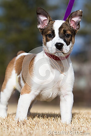 Cattle Dog / Toy Fox Terrier Puppy