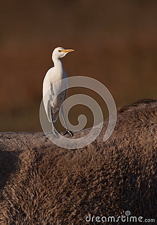 A Cattle Egret´s free ride