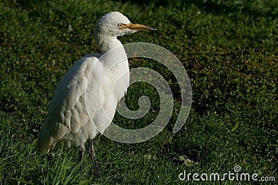 Cattle egret (bubulcus ibis)