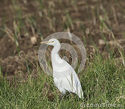 Cattle egret stood in grass